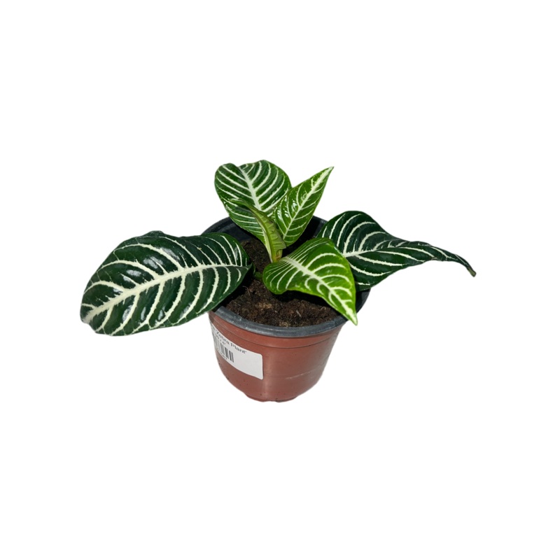 Zebra Plant|Zebra Plant 3″|Zebra Plant 4″