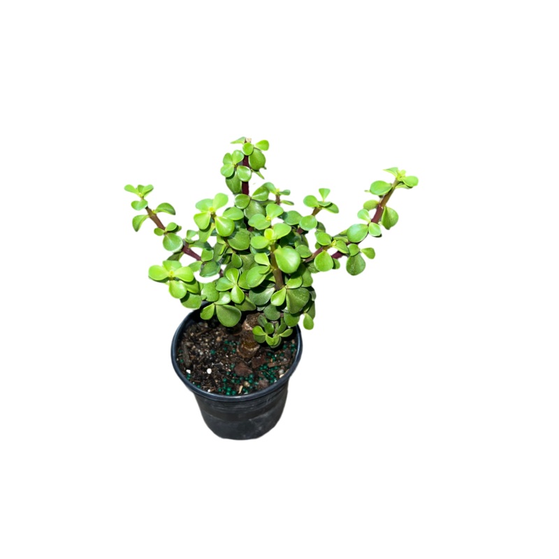 Jade Bonsai 4