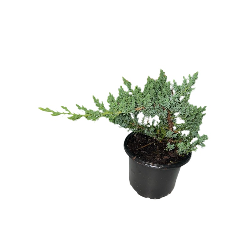 Juniper ‘Nana’ 4