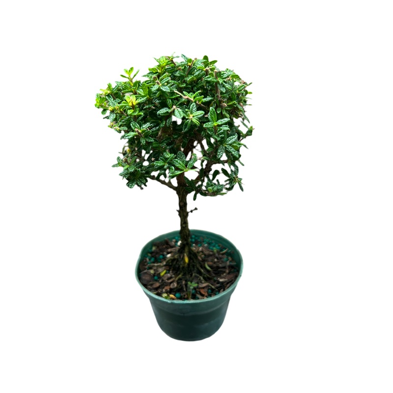 Nashia Inaquanensis Bahama Berry 4