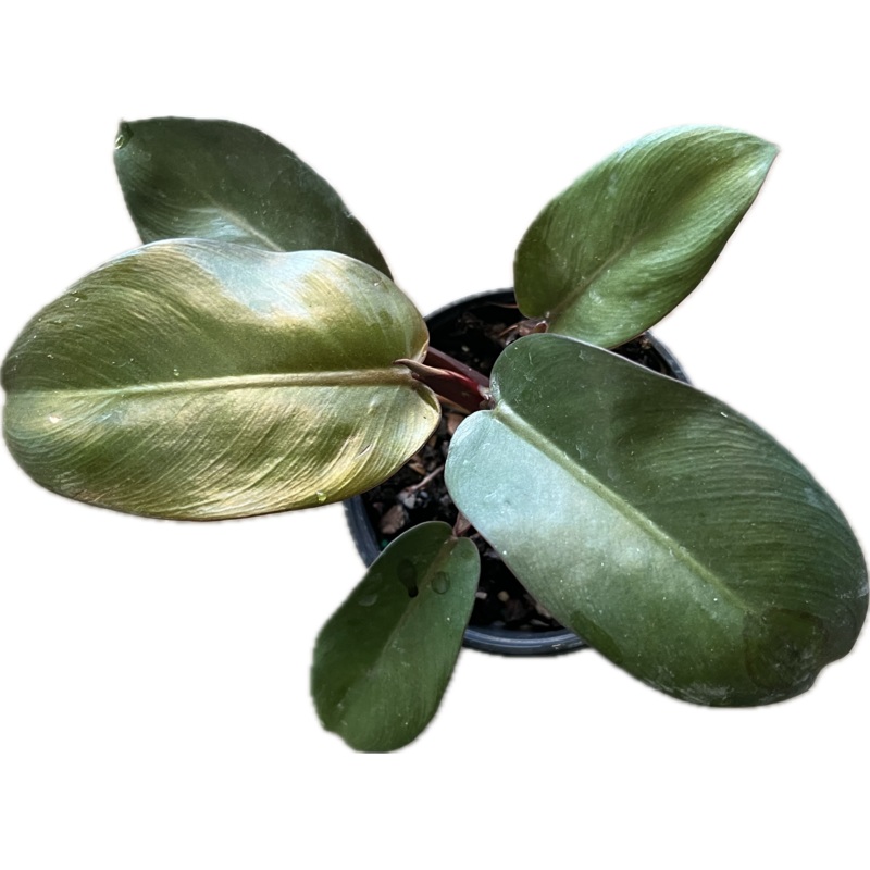 Philodendron ‘Black Cardinal’|4″|6″