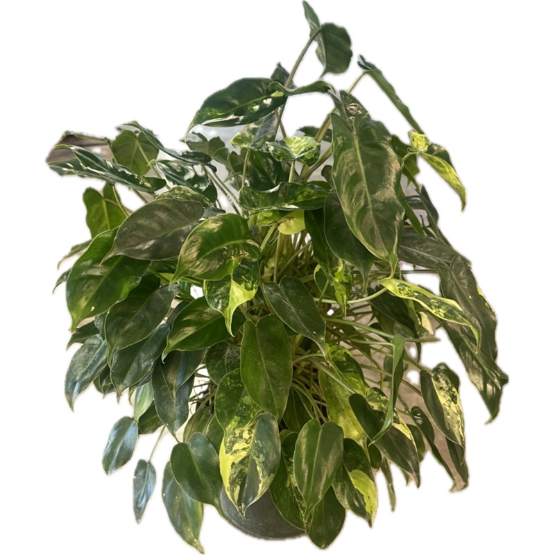 Philodendron ‘Burle Marx Variegated’ 6