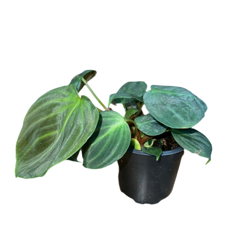 Philodendron El Choco Red 4
