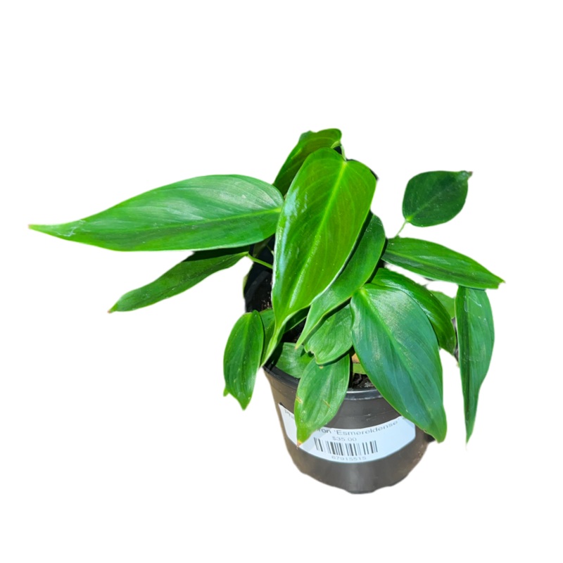 Philodendron Esmereldense 4