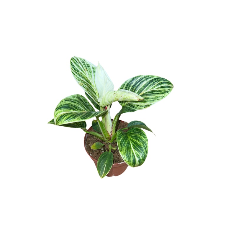 Philodendron ‘Evian’ 4