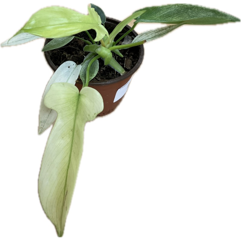 Philodendron ‘Florida Ghost Mint’ 4