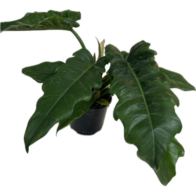 Philodendron ‘Jungle Boogie’|4″|6″