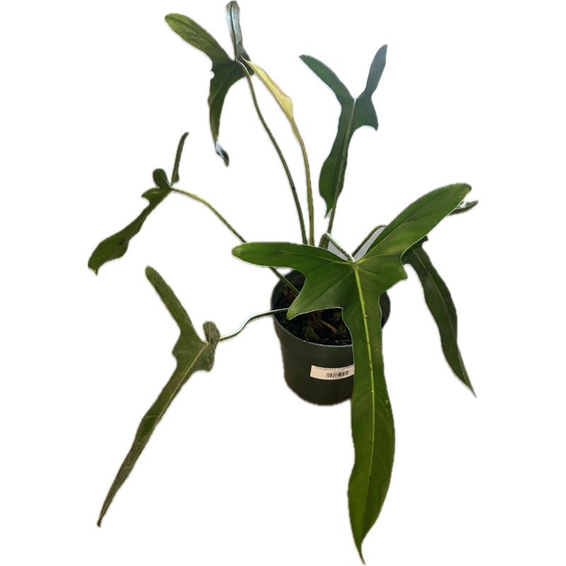 Philodendron ‘Longliboatum’ 6