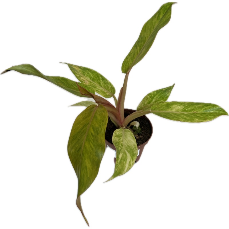 Philodendron ‘Orange Marmalade’ 4