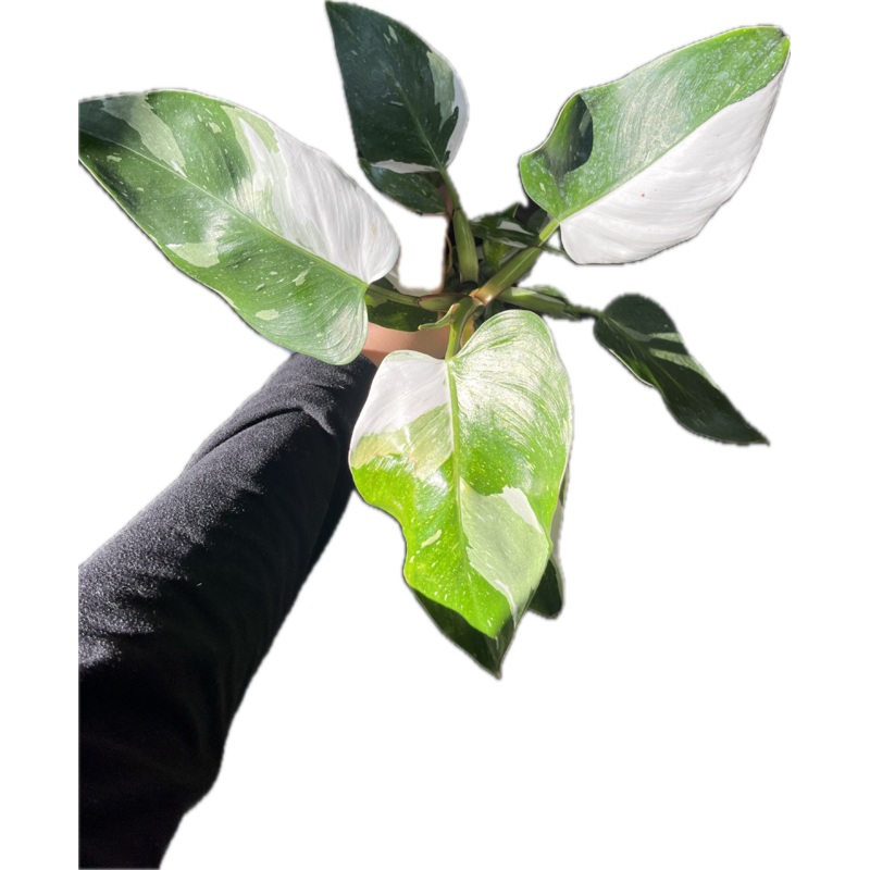 Philodendron ‘White Princess’ 4