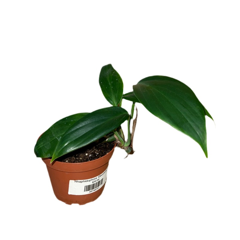 Rhaphidophora Decursiva|4″|6″|10″|3