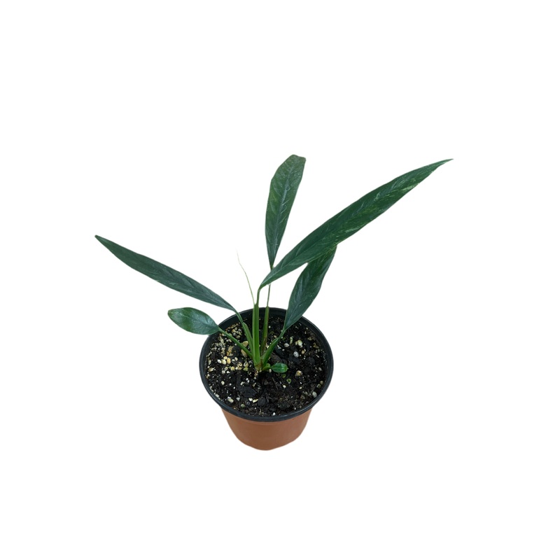 Rhaphidophora Megasperma 4