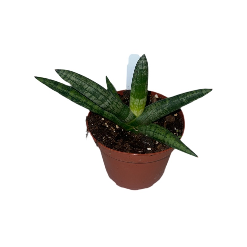 Sansevieria ‘Boncel Starfish’ 4