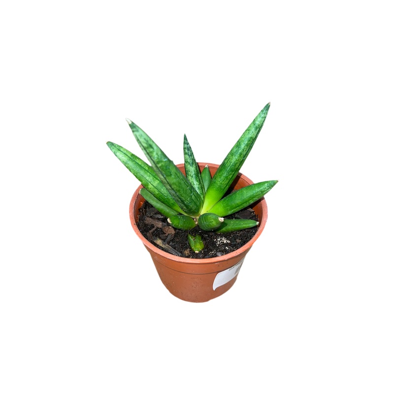 Sansevieria ‘Hedgehog’ 4