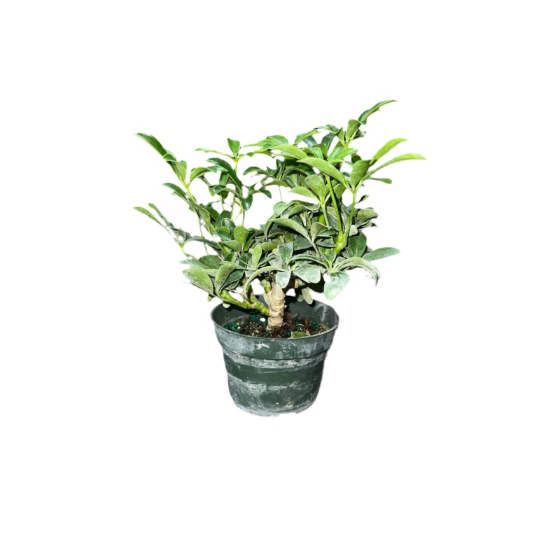 Schefflera ‘Arbicola Luseane Bonsai’ 4