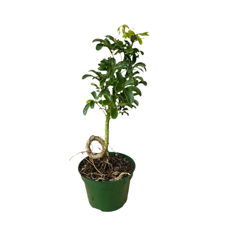 Schefflera Arbicola S-Coiled 4