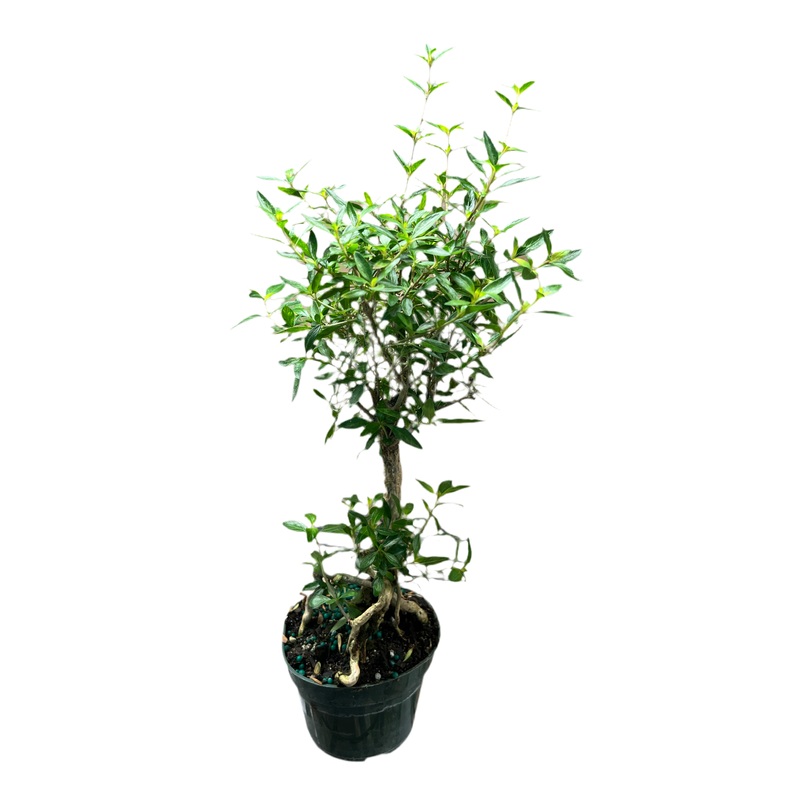 Serissa Bonsai Stump 4