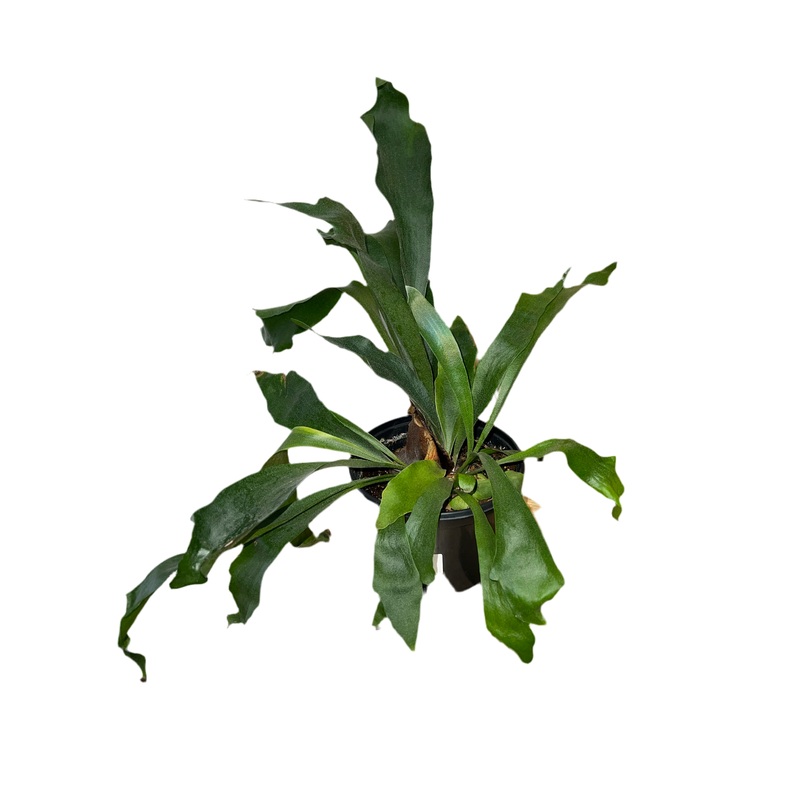 Staghorn ‘Bifurcatum’ 6