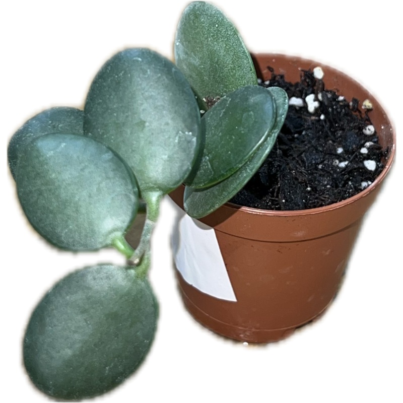 String of Coins 2