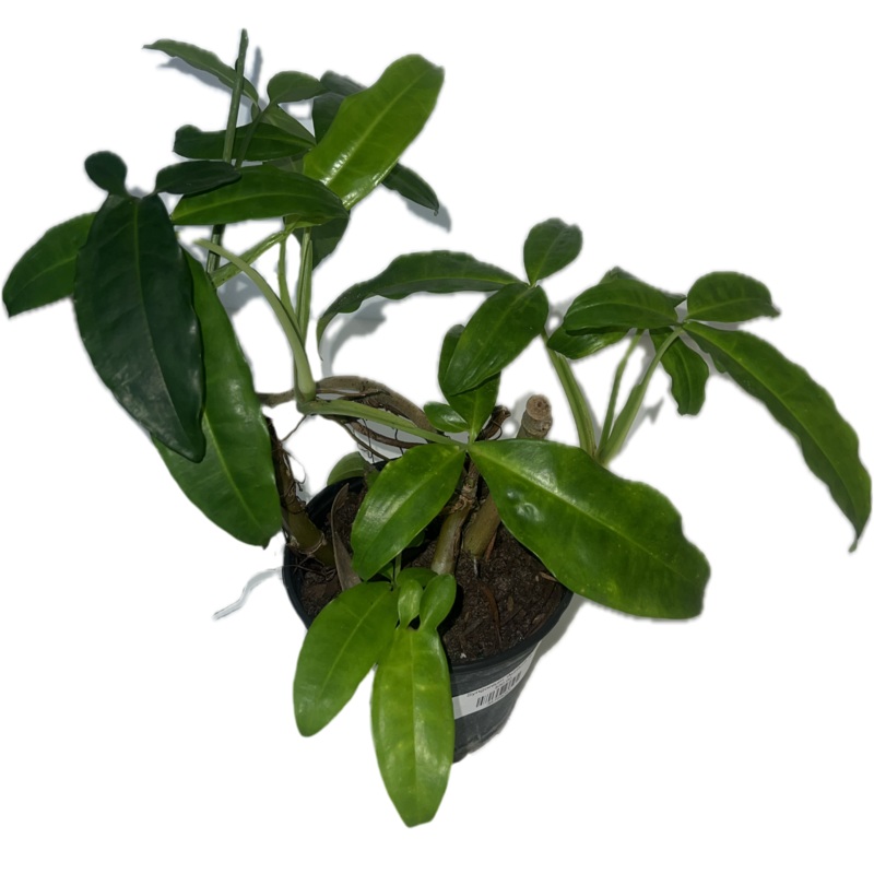 Syngonium ‘Auritum’ 6