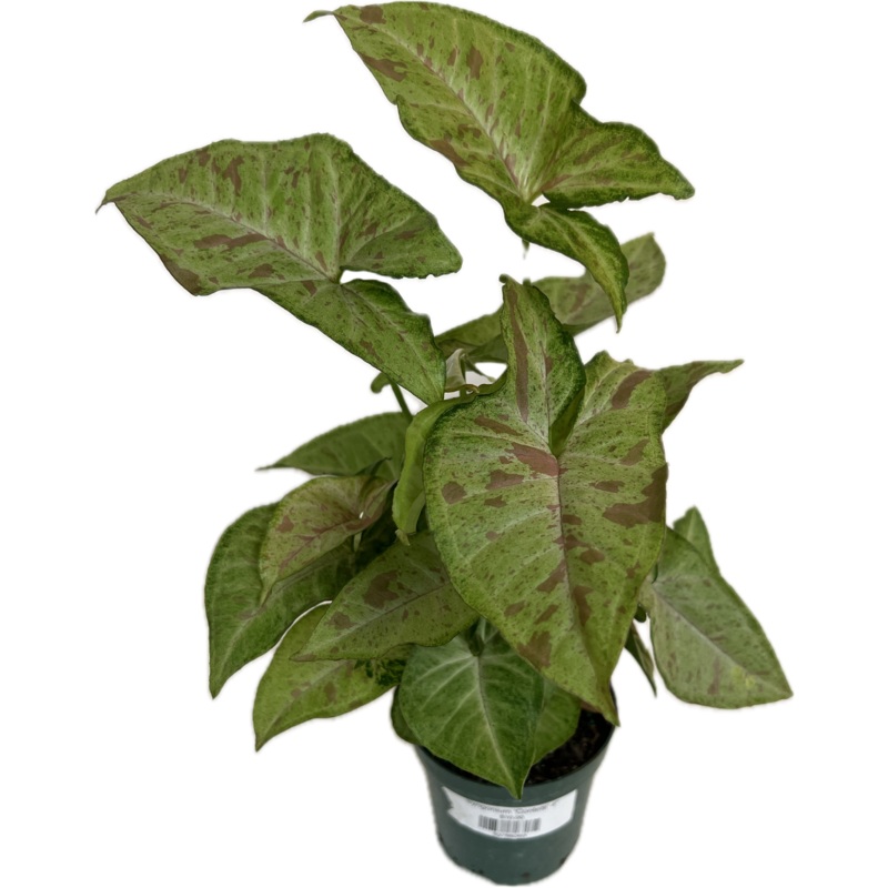 Syngonium ‘Confetti’ 4