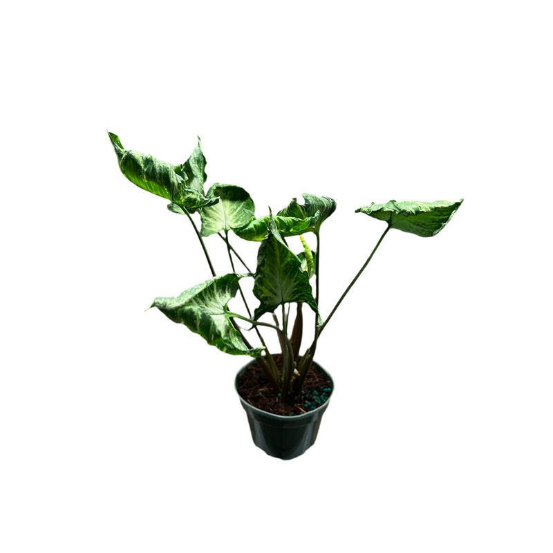 Syngonium Godzilla 4
