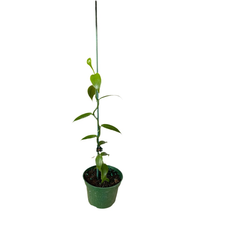 Vanilla Planifolia Vanilla Bean Orchid 4