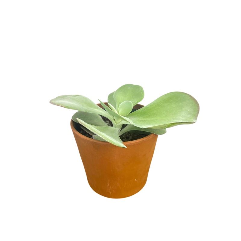 Kalanchoe ‘Flapjack’ 6