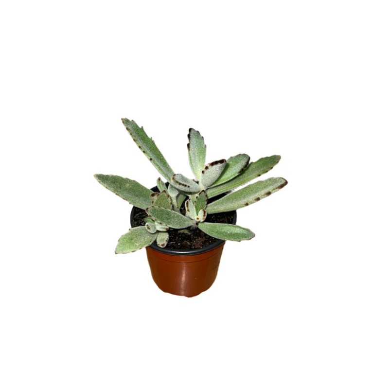 Kalanchoe ‘Panda’ 4