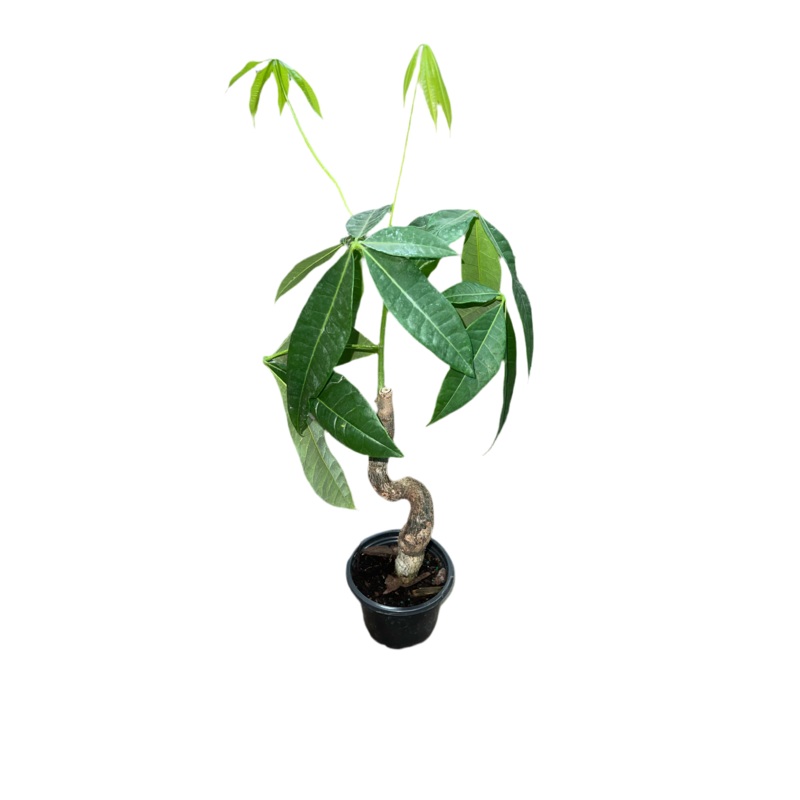 Money Tree ‘Sussie Bonsai’ 4