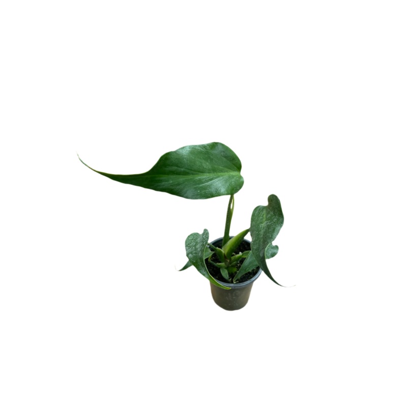 Monstera ‘Burle Marx Flame’ 4