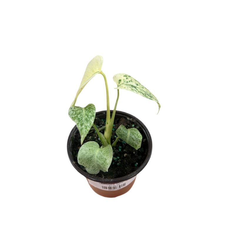 Monstera ‘Mint’  4