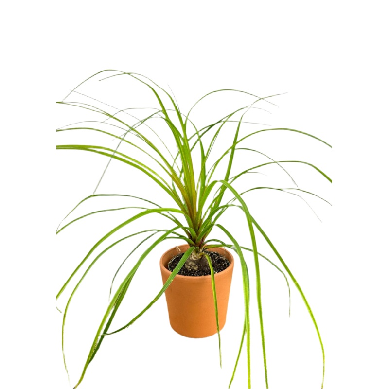 Palm ‘Ponytail’|4″|6″|12″ Long Neck