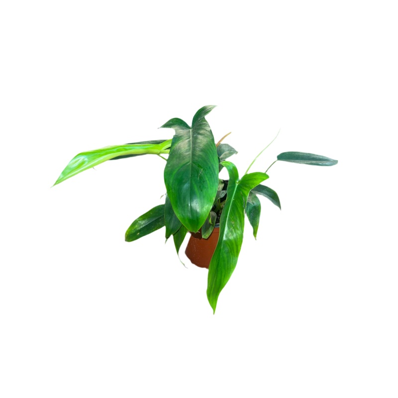 Philodendron ‘69686’ 6