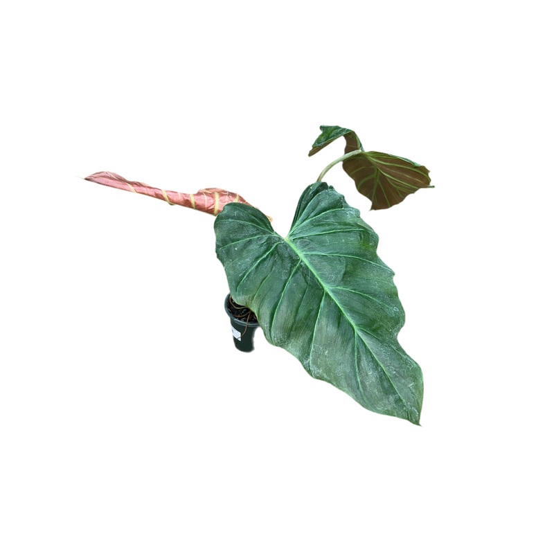 Philodendron ‘Corsinianum’ 4
