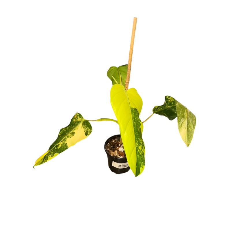 Philodendron Domesticum Variegated 4 inch Grower Pot