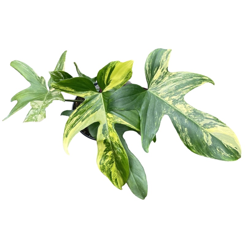 Philodendron Florida Beauty 4