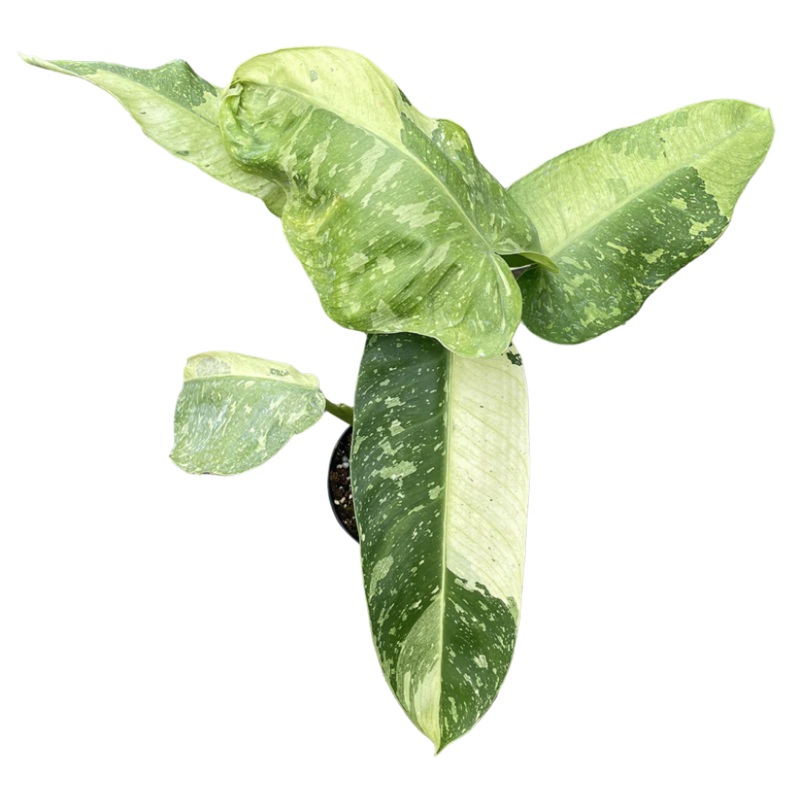 Philodendron Jose Bueno 4