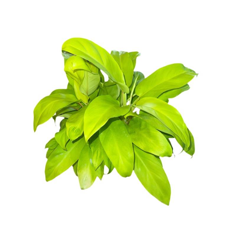 Philodendron Mayala Gold 6