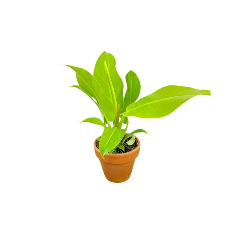 Philodendron ‘Moonlight’|4|6