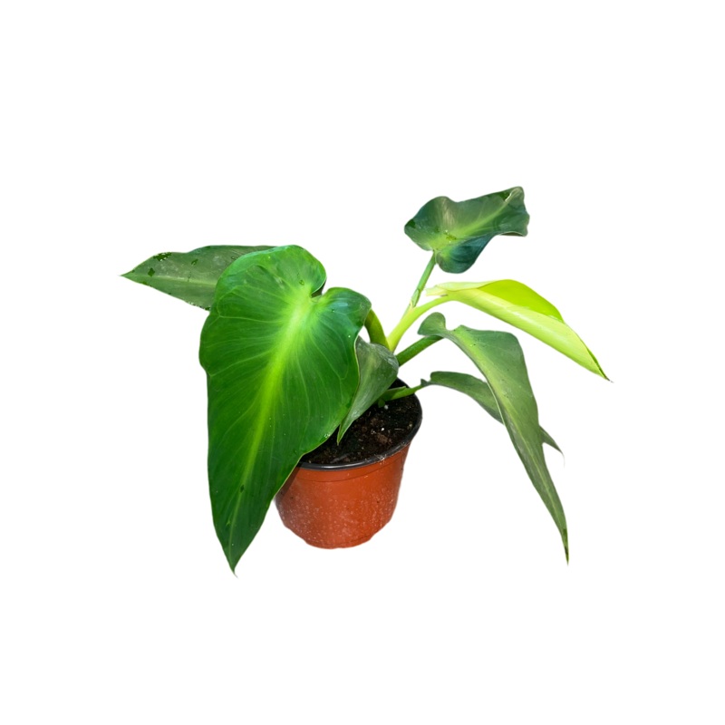 Philodendron ‘Rugosm’ 6