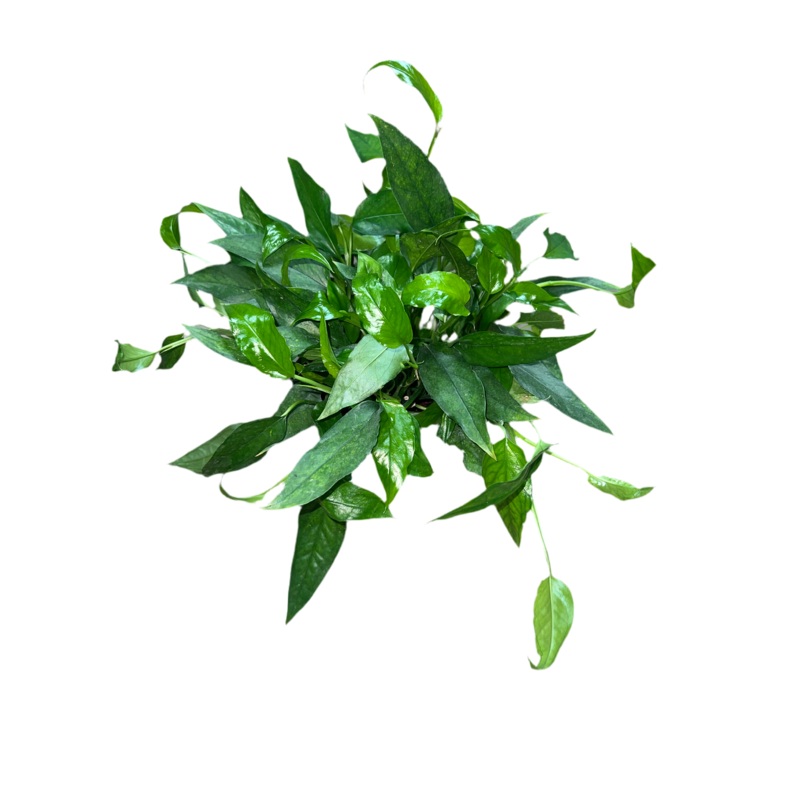 Philodendron ‘Skeleton Key’ 6