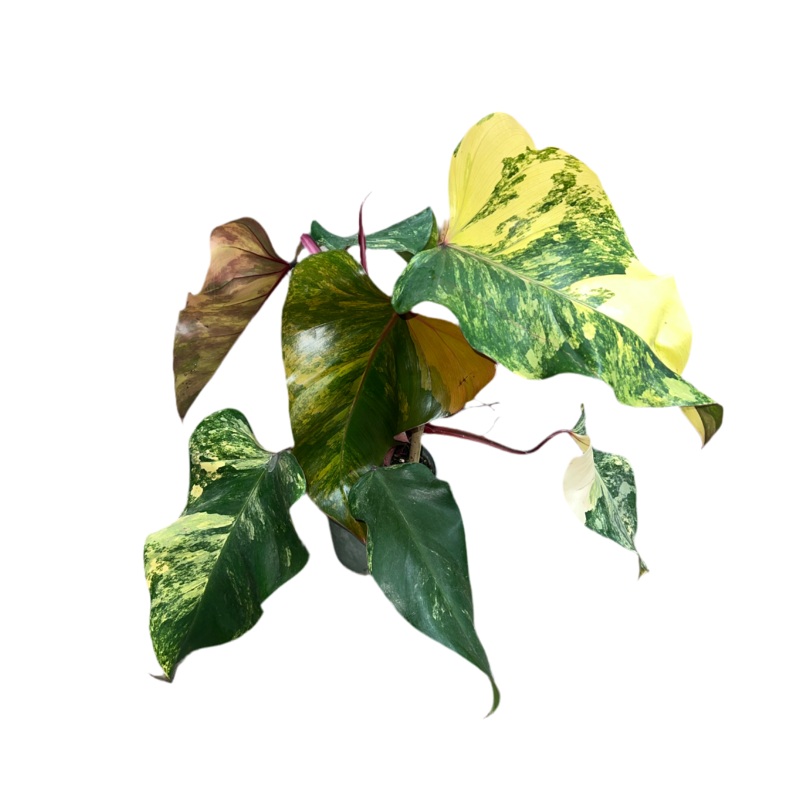 Philodendron ‘Strawberry Shake’ 6