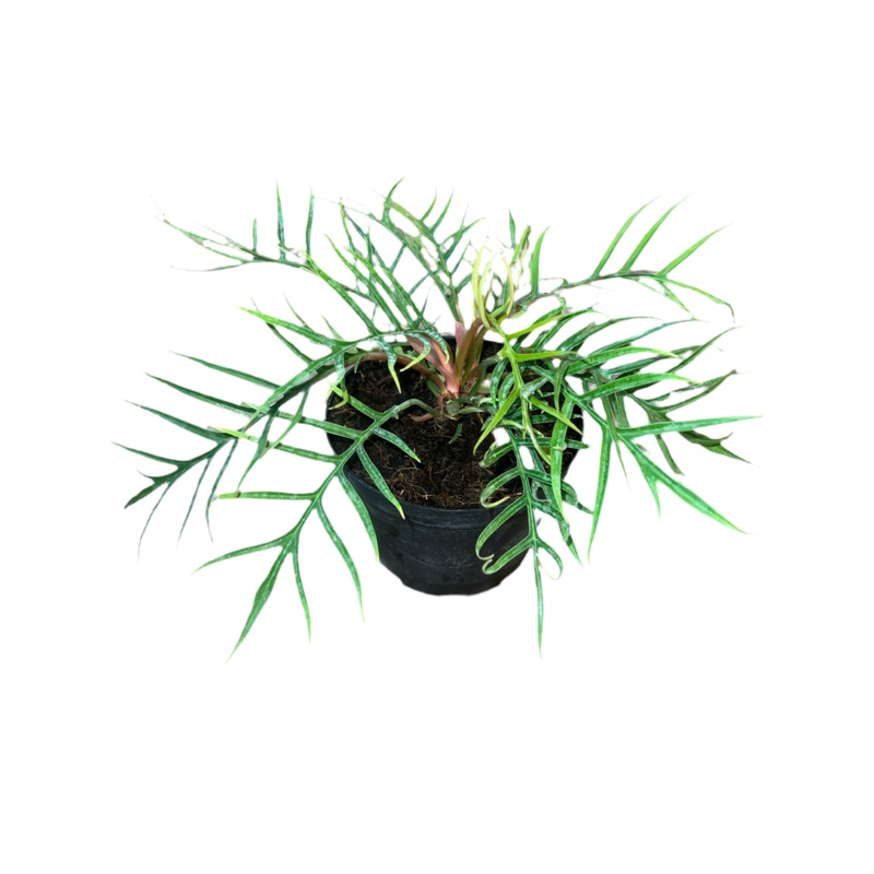 Philodendron ‘Tortum’ 6|4″|6″