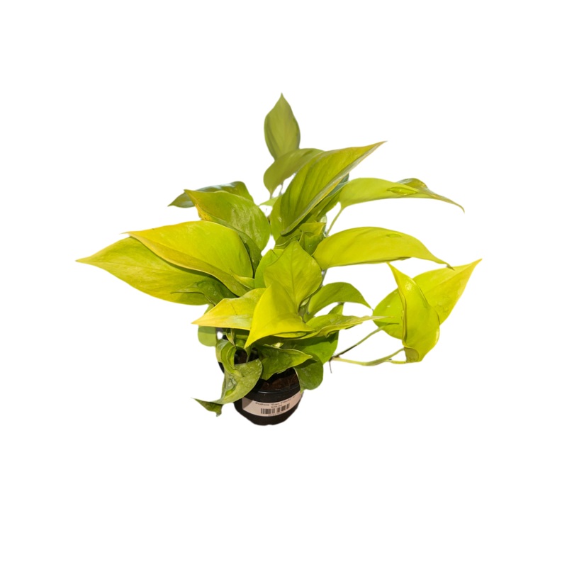 Pothos ‘Sao Paulo’ 4
