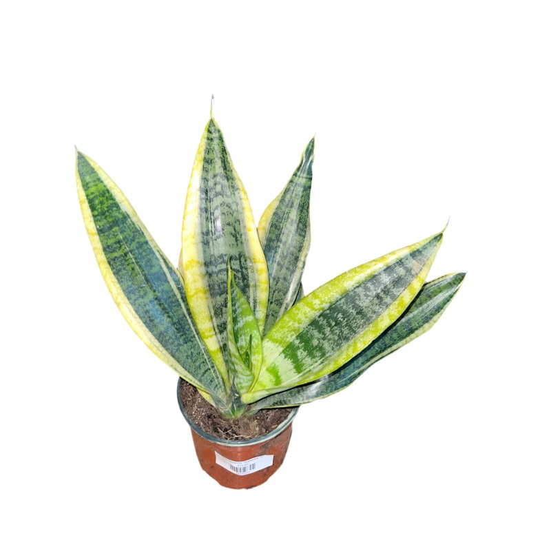 Sansevieria ‘Superba’|6″|8″