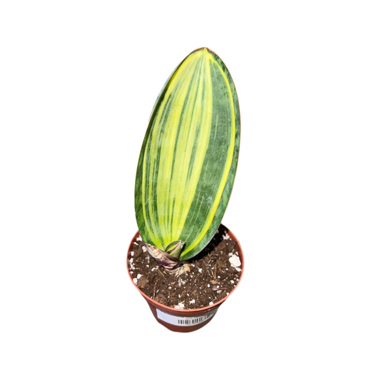 Sansevieria ‘Variegated Whale Fin’