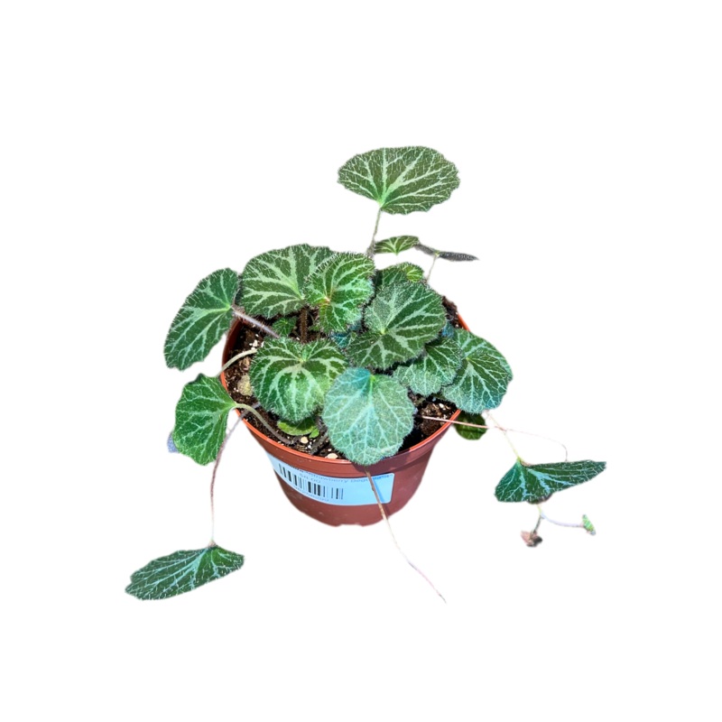 Saxifraga Stolonifera Strawberry Begonia’ 4
