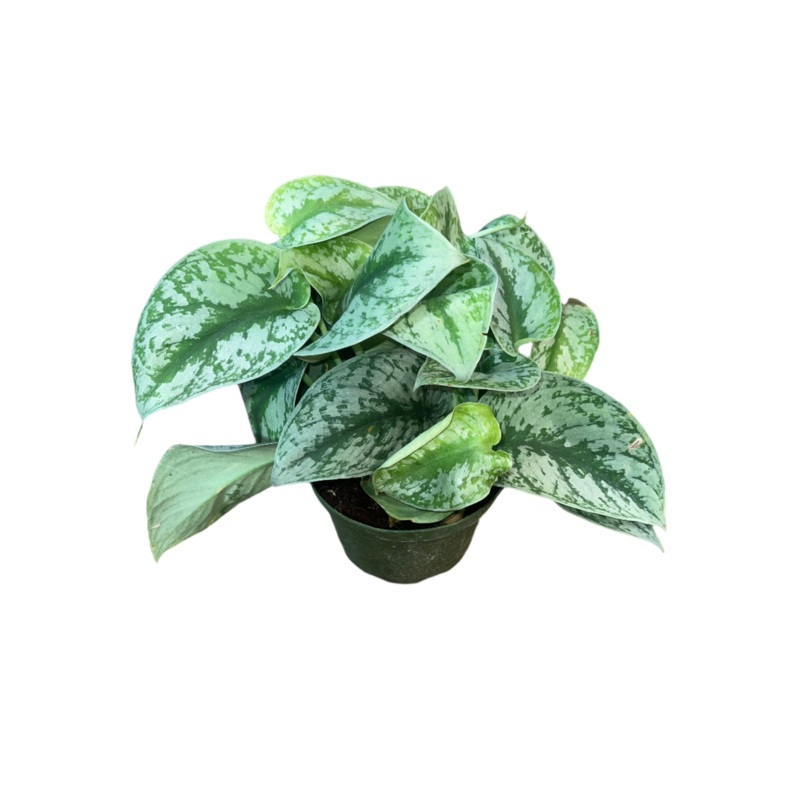Scindapsus ‘Exotica’ 6