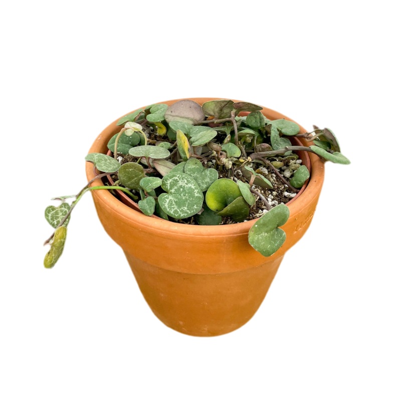 String of Hearts|4″|6″